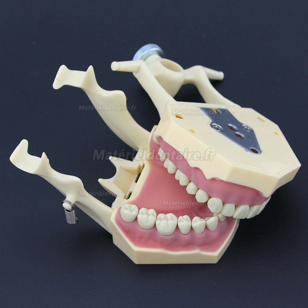 Dental Restorative Typodont Model M8014-2 Compatible Frasaco AG3 Type